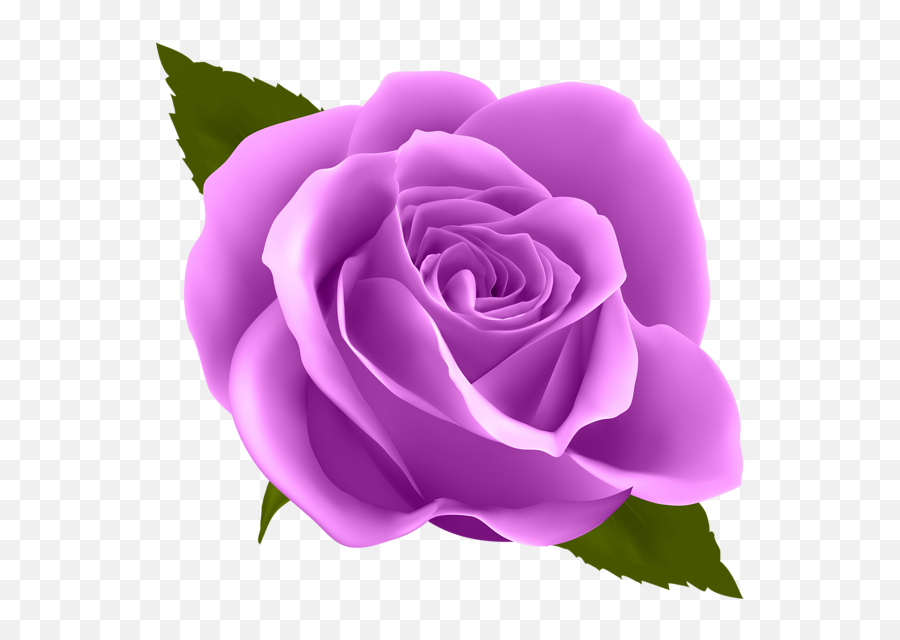 Bulk Purple Roses Qf - Transparent Background Purple Rose Png,Purple Rose Png