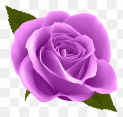 Bulk Purple Roses Qf - Transparent Background Png