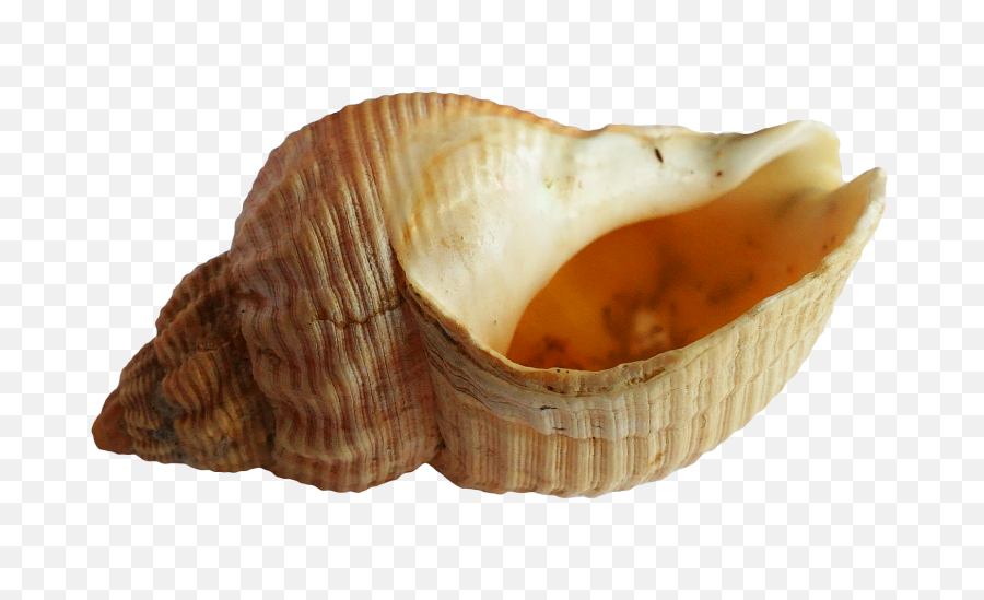 Seashell Transparent Background Png - Shell From The Ocean,Seashell Transparent