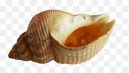 Seashell Transparent Background Png - Shell From The Ocean,Seashell Transparent
