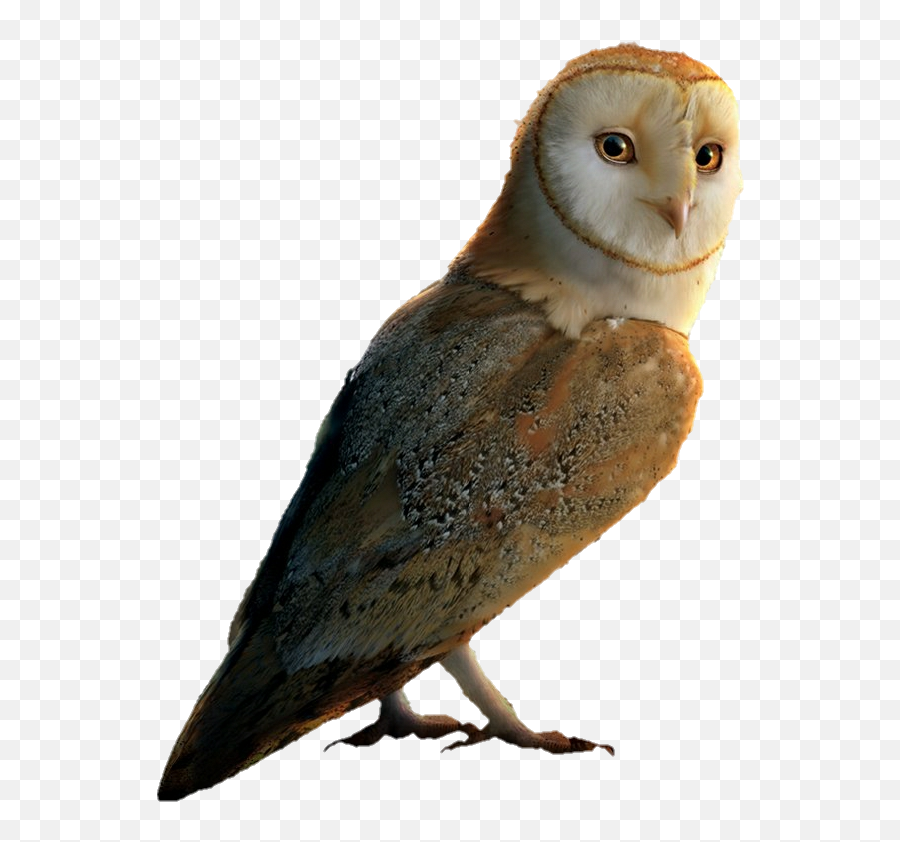Guardians Owls Of Gahoole Wiki - Legend Of The Guardians The Owls Of Ga Hoole Png,Barn Owl Png