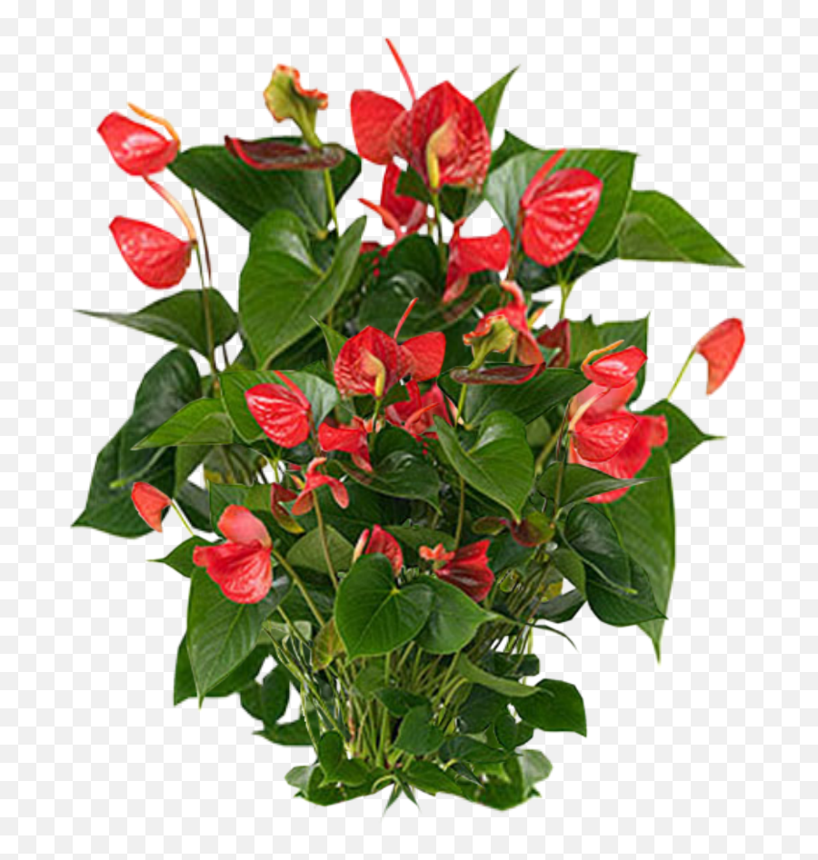 Plants Clipart Png - Plant Use In Office,Hanging Plants Png