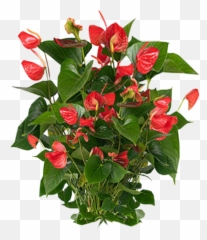 Plants Clipart Png - Plant Use In Office,Hanging Plants Png