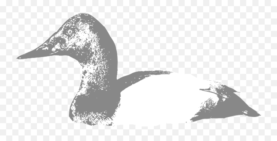 Canvasback U2014 Hunt 41 - Canvasback Duck Silhouette Png,Ducks Png