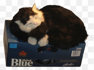 Filecat Guarding The Beer Fridge Alphapng - Wikimedia Commons Soft