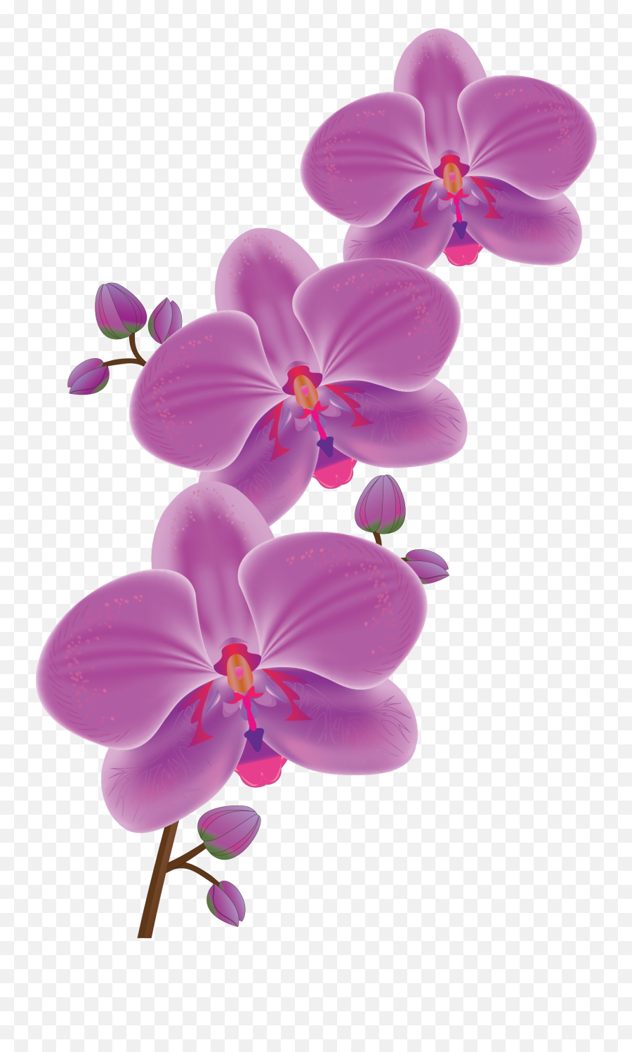 Floral Clipart Orchid Transparent Free For Png