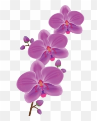 Floral Clipart Orchid Transparent Free For Png
