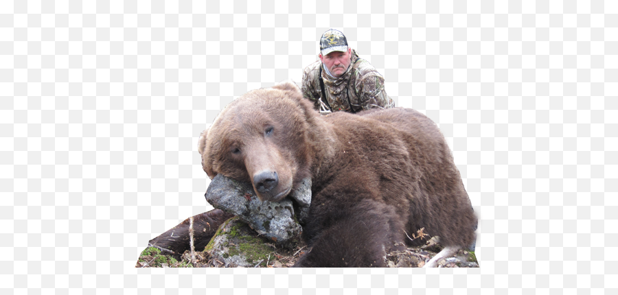Alaska Hunting Trips - Brown Bear Black Bear And Moose Transparent Png Bear Hunting,Black Bear Png