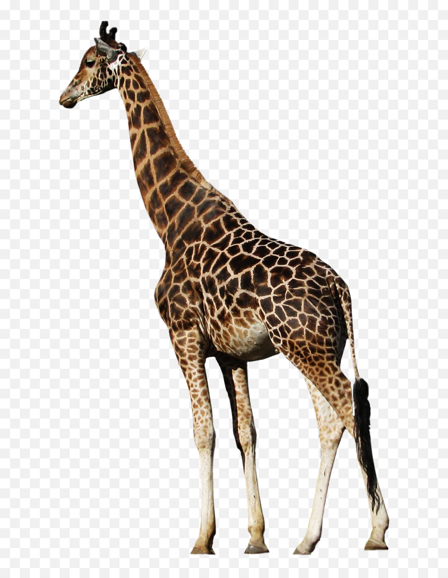 Fullscreen Page - Northern Giraffe Stock Png,Giraffe Transparent