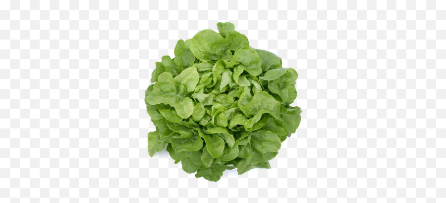 Lettuce Green Oakleaf - Salata Frunza De Stejar Png,Oak Leaf Png