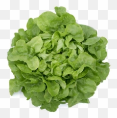 Lettuce Green Oakleaf - Salata Frunza De Stejar Png,Oak Leaf Png