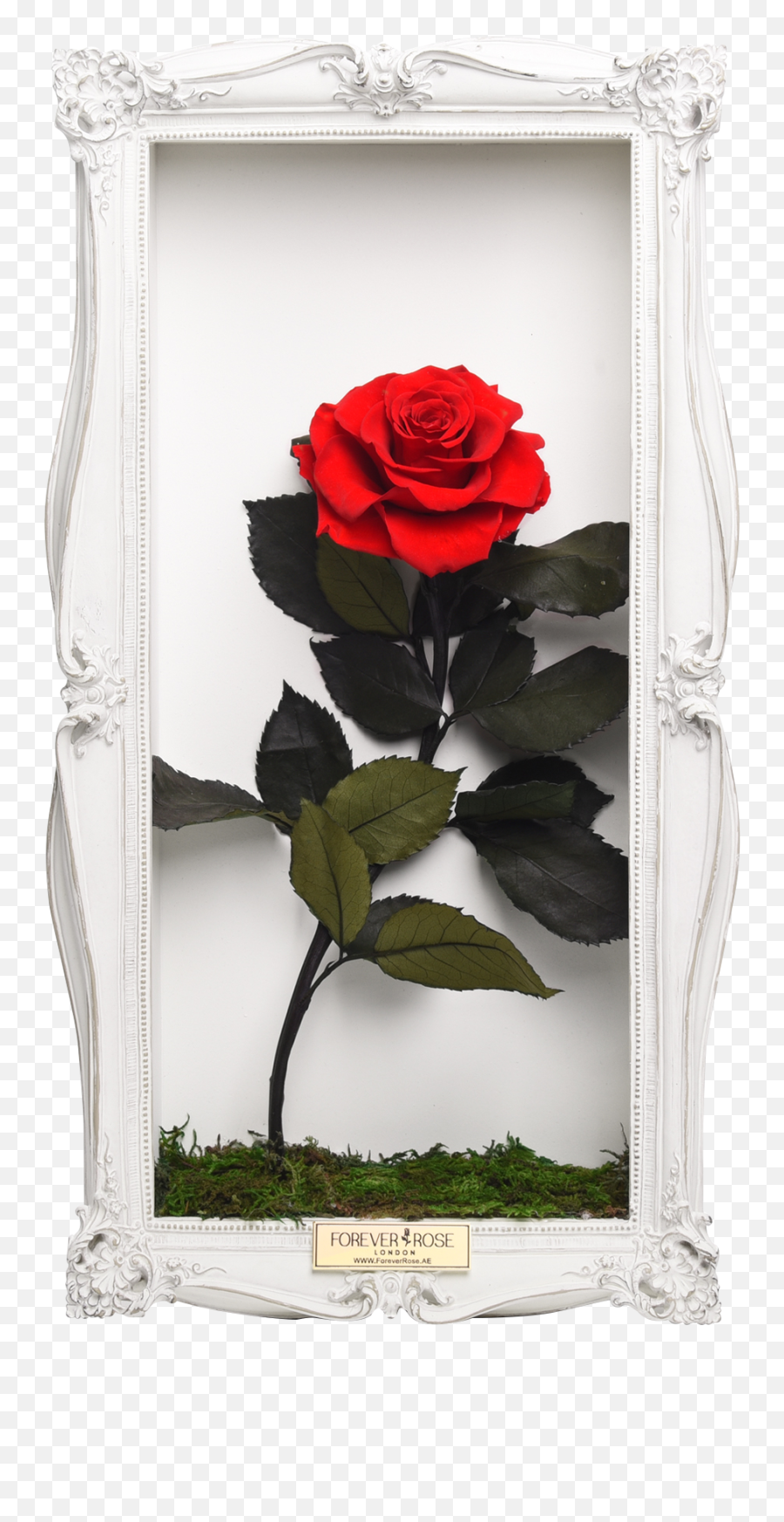 Wall Frame - Wall Frame Picture Hd Png,Single Rose Png