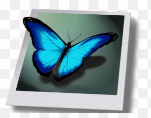 Life Is Strange Png - Butterfly From Full 1