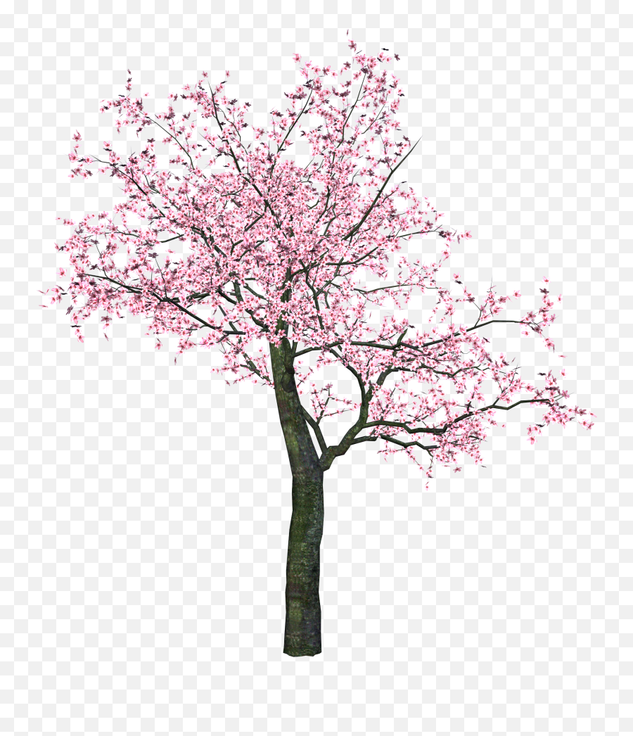 Download Sakura Png - Pink Tree Png,Sakura Png