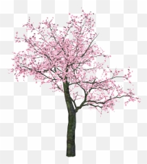 Download Sakura Png - Pink Tree