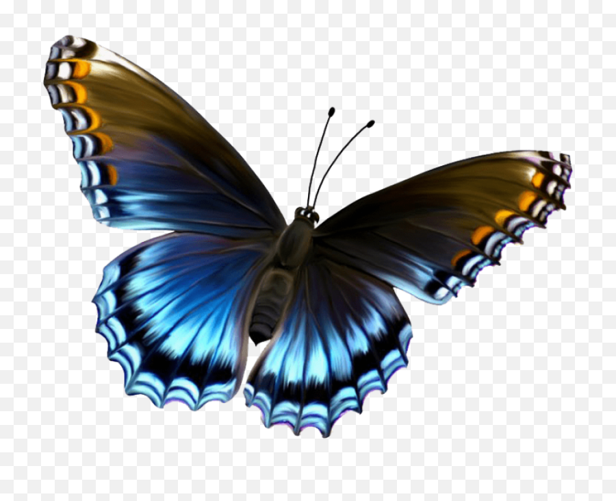 Butterfly Images Transparent U0026 Png Clipart Free Download - Ywd Butterfly Image Hd Download,Butterfly Transparent
