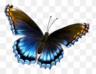 Butterfly Images Transparent U0026 Png Clipart Free Download - YWD Hd