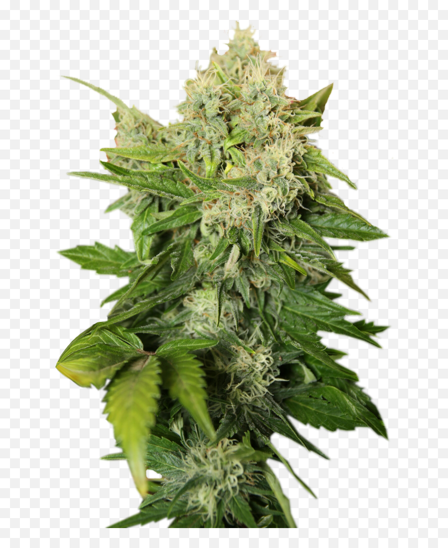 Cannabis Png Images Free Download - Transparent Background Weed Png,Marijuana Plant Png