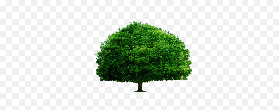 Download The Green Big Tree - Big Tree Png,Big Tree Png