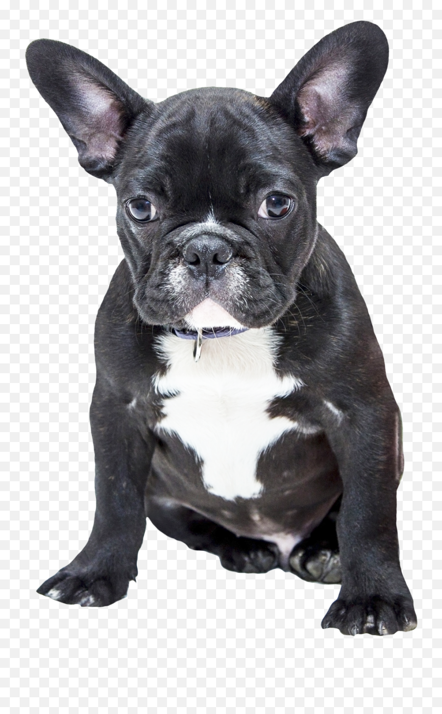 Png Transparent Bulldog - French Bulldog Puppy Transparent,Pug Transparent Background