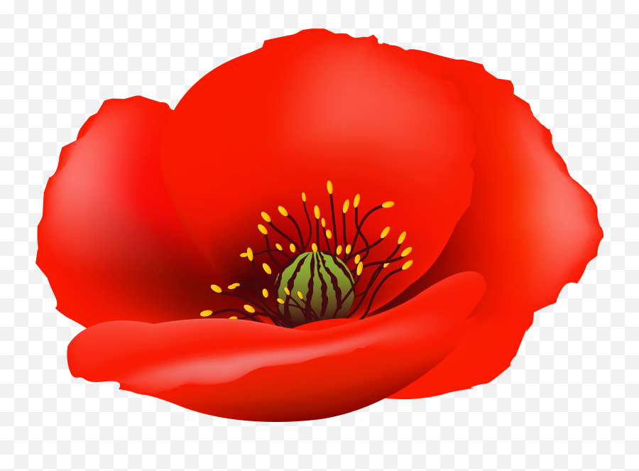 Poppy Clipart Transparent Background - Opium Flower Transparent Background Png,Flower Clipart Transparent Background