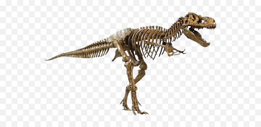 Elenco Edu - Dinosaurs T Rex Fossil Png,Dinosaur Skull Png