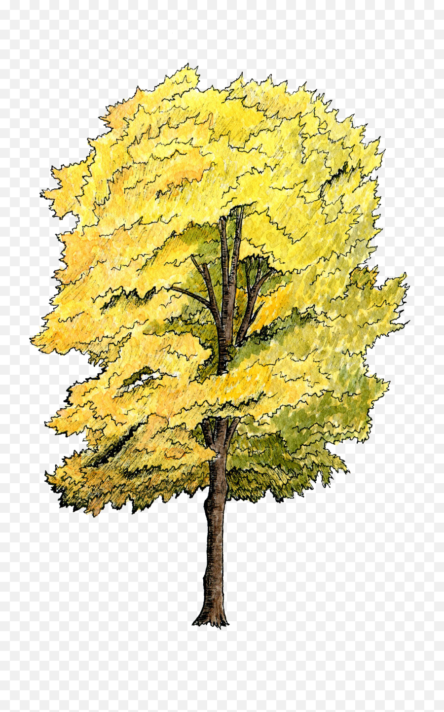 Tree Plan Water Color Png Image - Tree Section Png,Tree Canopy Png