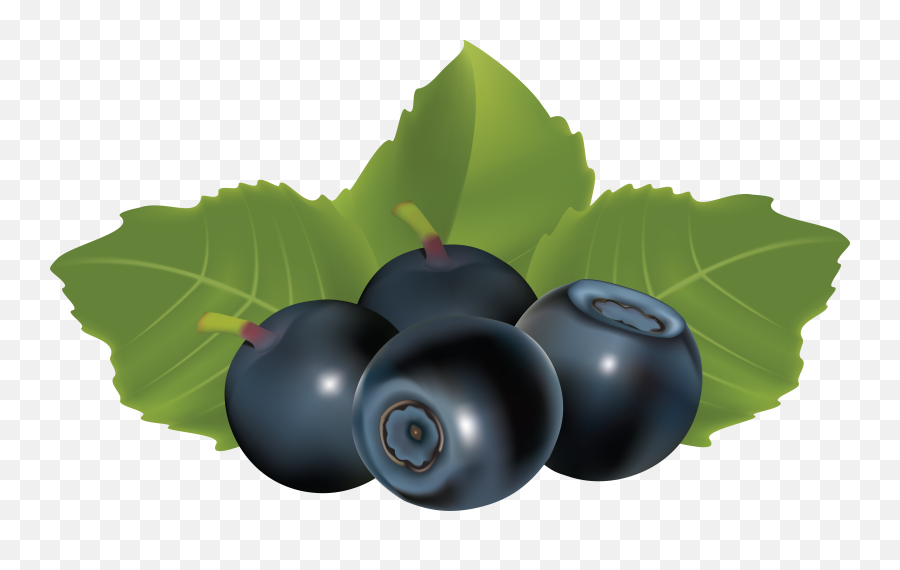 40 - Blueberry Vector Png,Blackberry Png