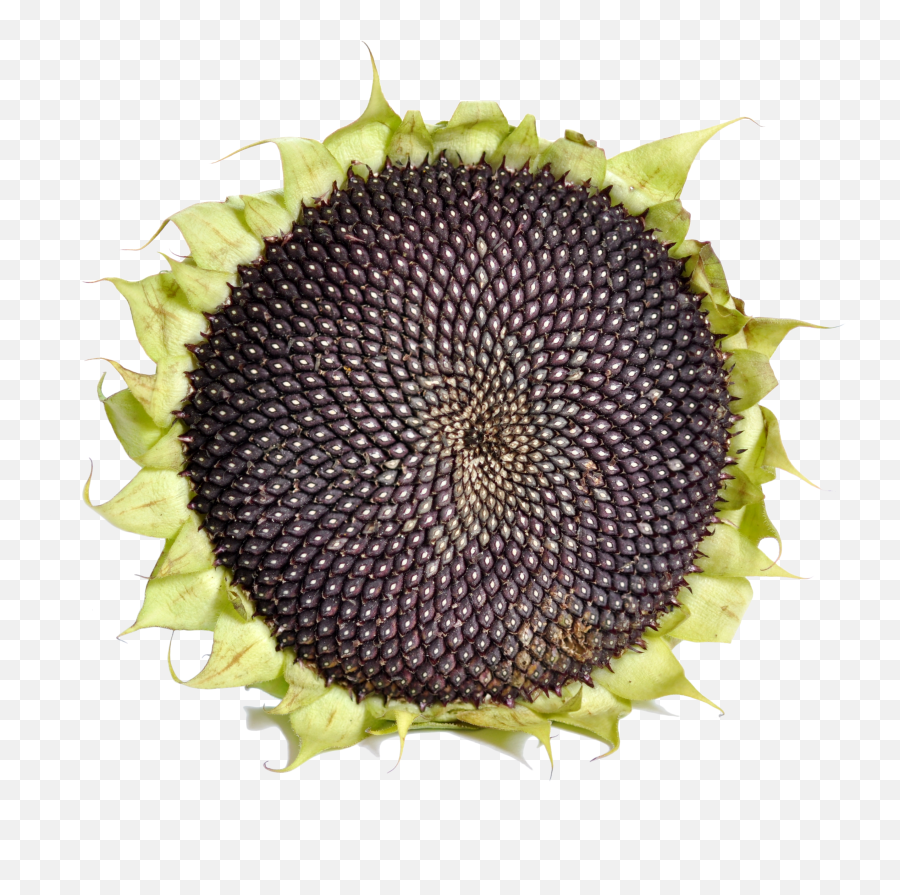 Sunflower With Black Seeds - Sunflower Seed Png,Seed Png