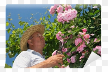 Dead Flowers Of A Pink Rose Wall Mural - Bouquet Png,Dead Flowers Png
