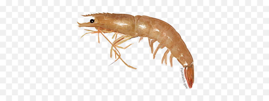 River Shrimp Png 1 Image - Wild Brown Shrimp,Shrimp Png