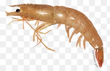 River Shrimp Png 1 Image - Wild Brown Shrimp,Shrimp Png