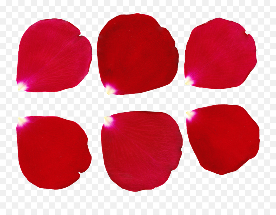 Petal Rose - Free Image On Pixabay Petala Png,Rose Petals Transparent Background