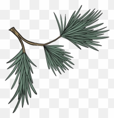 Evergreen Tree Branch Clipart Free Download Creazilla - png