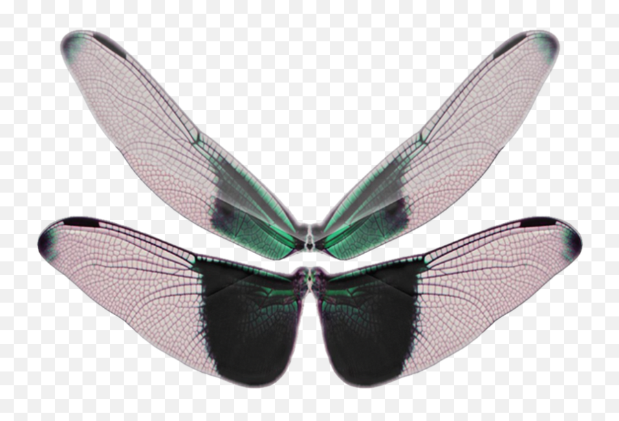 Butterfly Wings Transparent Png - Butterfly Wings,Butterfly Wings Png
