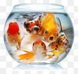 Fish Population - Stocking The Aquarium Big Fish In Small Bowl Png,Fish Tank Png