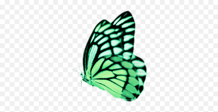 Real Butterflies Png Butterfly - Real Pictures Of Butterflies,Real Butterfly Png