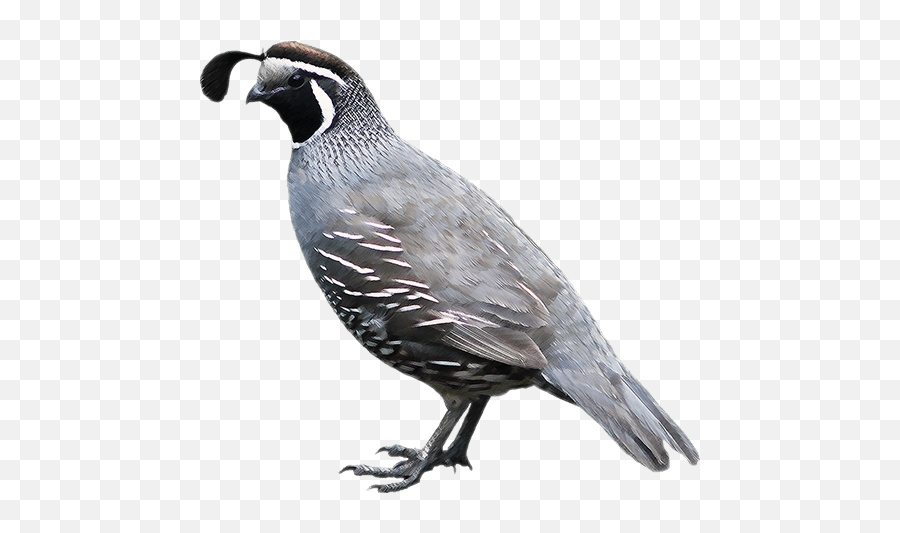 Quail - Quail Png,Quail Png