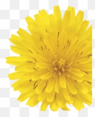 Dandelion Root 1500 Mg 90 Caps - png