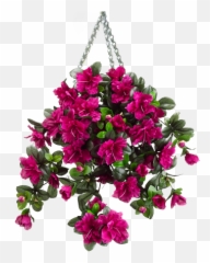 Hanging Basket 2 Zpsc6iltszt - Bougainvillea Png,Hanging Plants Png