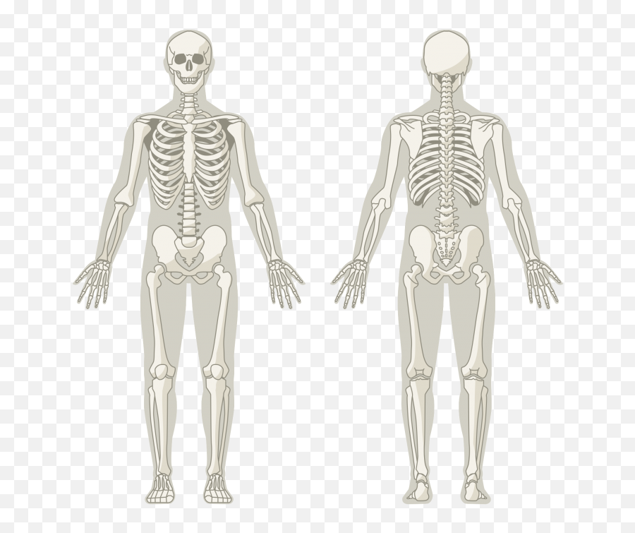 Skeletonpng U2013 Msk Assist - Man,Skeleton Png Transparent