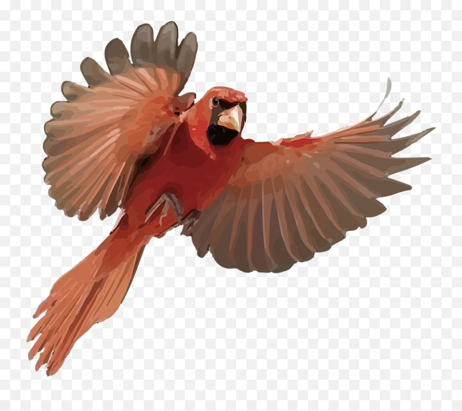 Cardinal Bird - Free Image On Pixabay Macaw Png,Flying Png