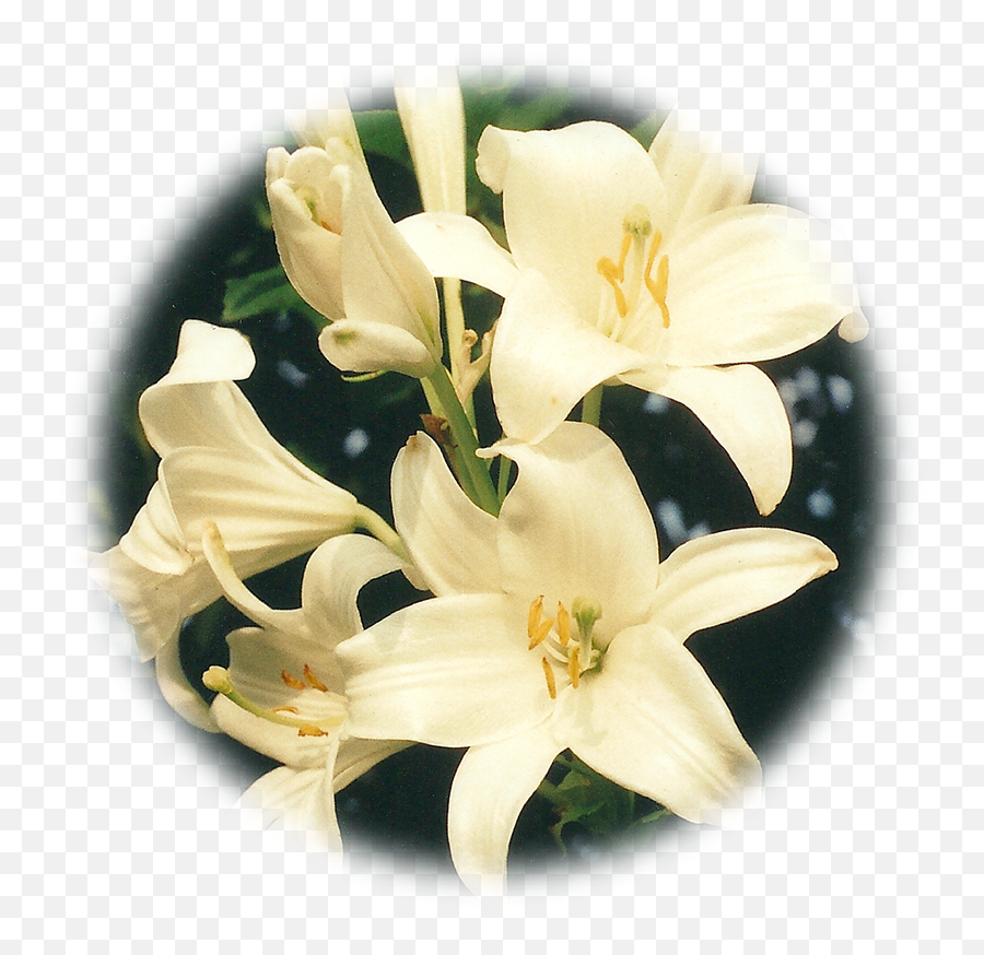 A Circle Of Lilies For Cycles Life - Lily Png,Lillies Png