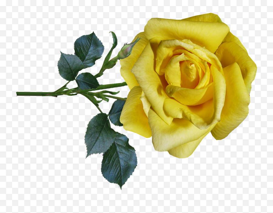 Rose Yellow Flower - Free Photo On Pixabay Floribunda Png,Yellow Rose Png