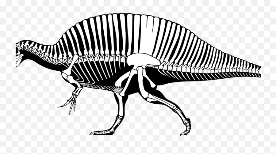 Tyrannosaurus Rex Spinosaurus Aegyptiacus - Sarcosuchus Did Spinosaurus Evolve Into Png,Spinosaurus Png
