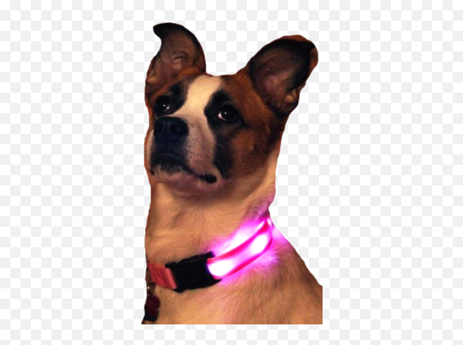 Nite Beams Led Usb Rechargeable Dog Collar - Martingale Png,Dog Collar Png Nite Beams Led Usb Rechargeable Dog Collar - Martingale Png,Dog Collar Png