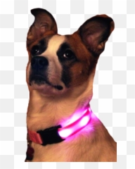 Nite Beams Led Usb Rechargeable Dog Collar - Martingale Png,Dog Collar Png
