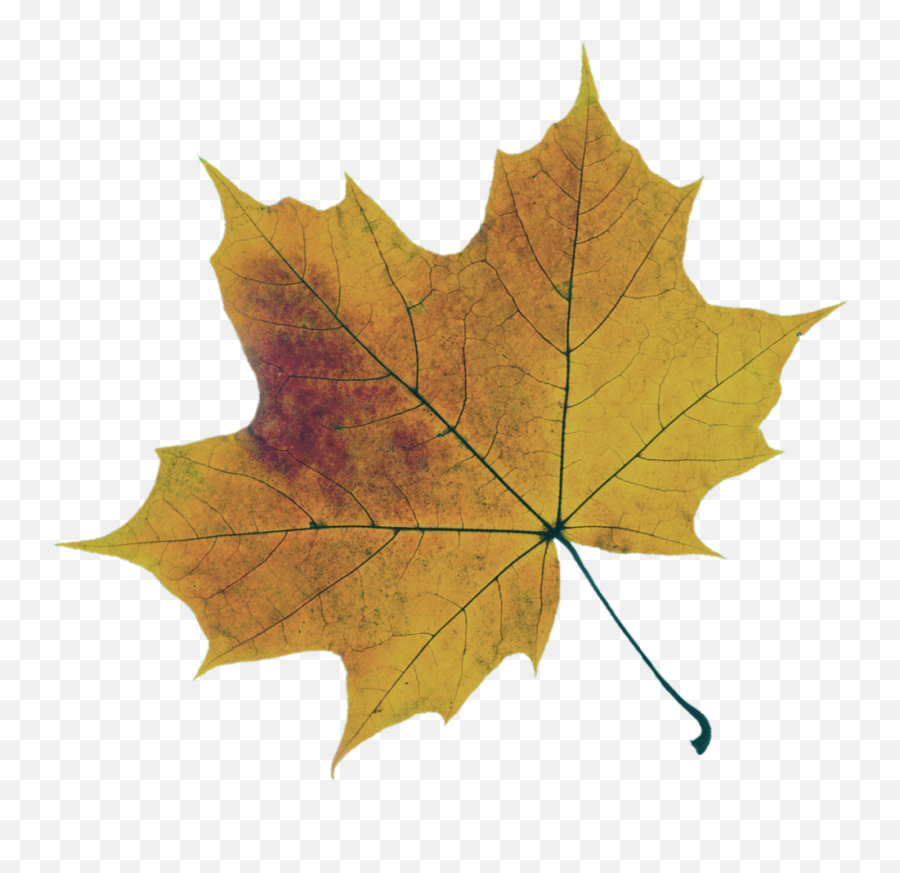 Sugar Maple College Consulting - Lovely Png,Maple Leaf Transparent