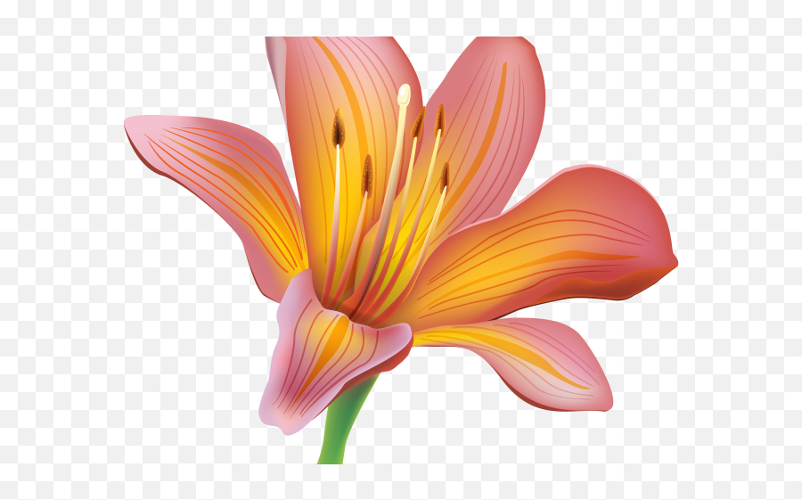Download Free Easter Lily Clipart - Lily Flower Png,Easter Lily Png
