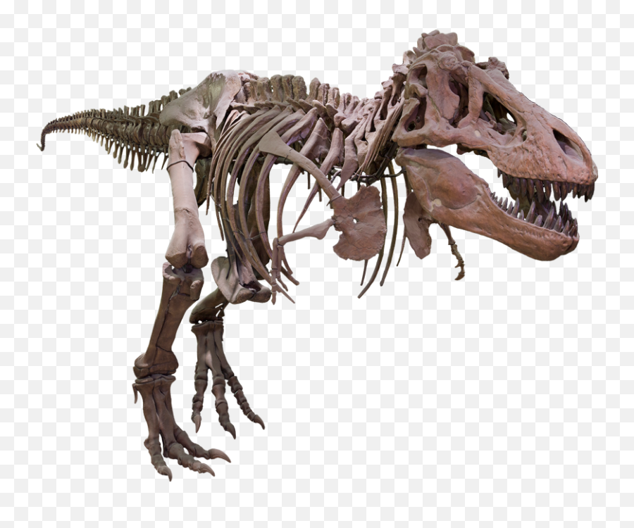 Bone T Rex Transparent Png Clipart - T Rex Skeleton Png,Dinosaur Skull Png